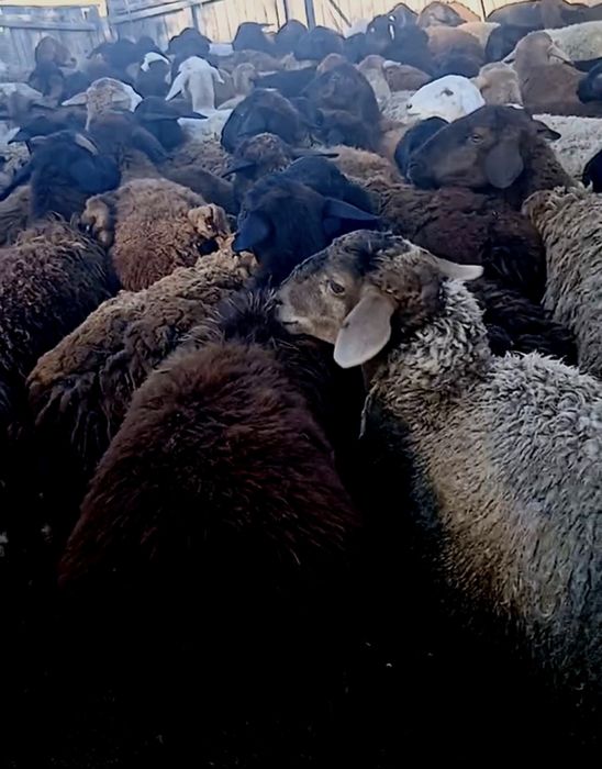 Продам оцематок котных