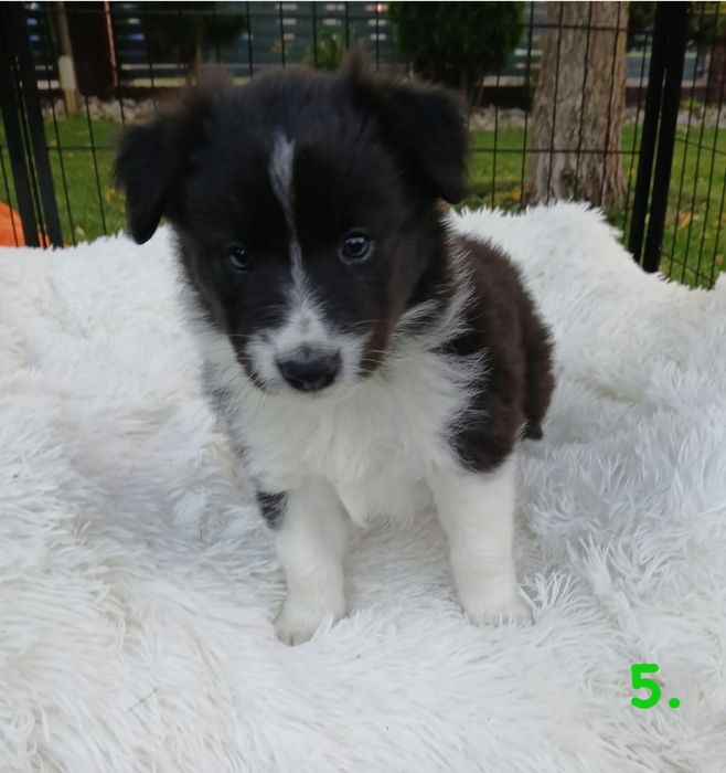 Śliczne Pieski Border Collie