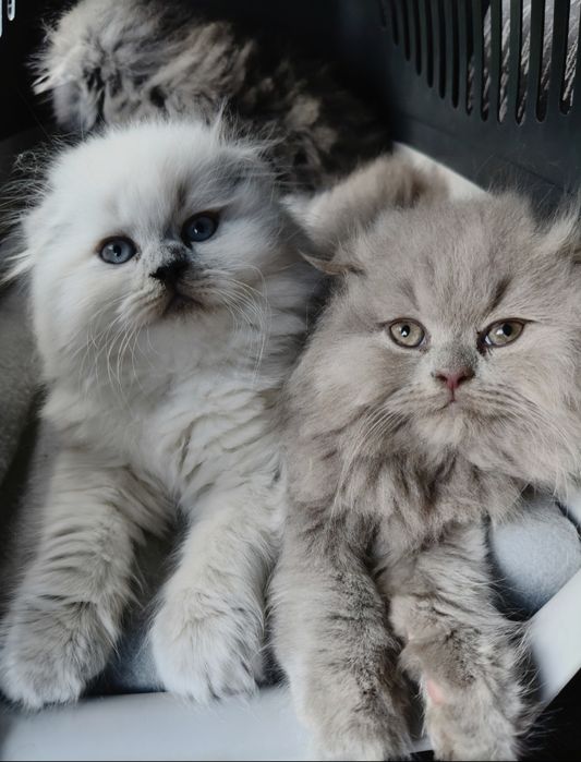 Шотландські котята (Scottish Highland Fold)
