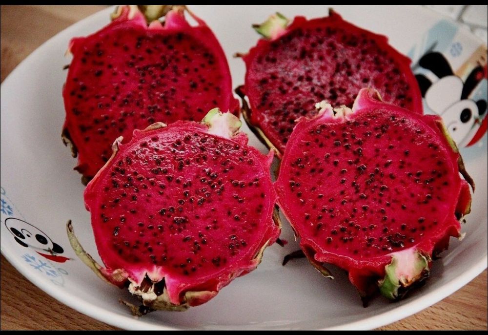Mudas de pitaya Golden Yellow (Auto-Fertil)