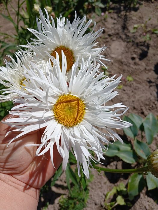 Ромашка великоквіткова