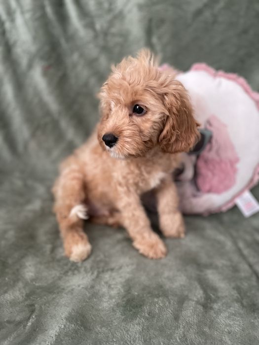 Cavapoo chłopiec pudel cavalier