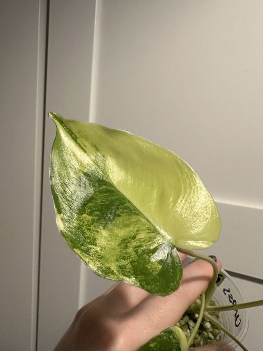 Philodendron burle marx variegata A775
