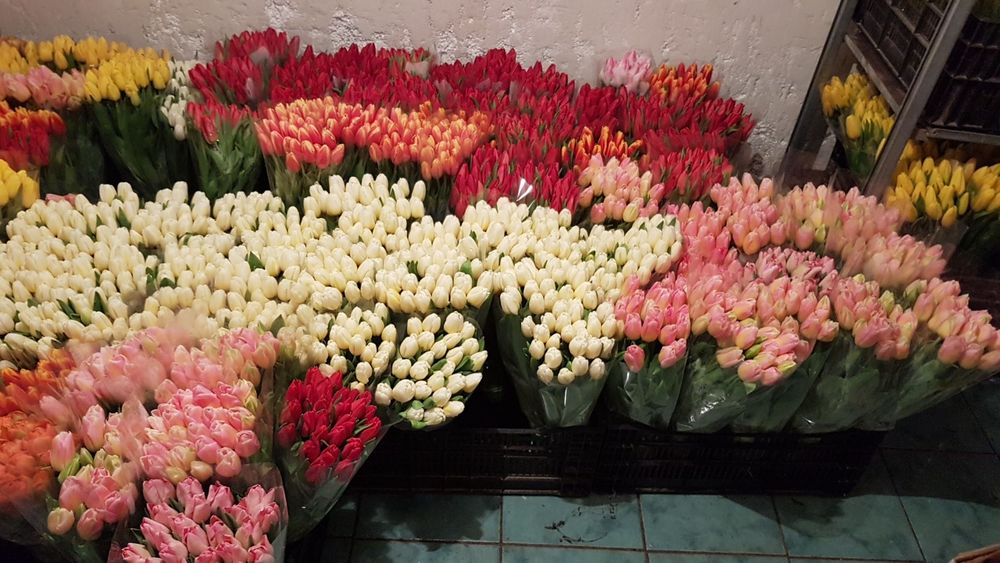 Тюльпан опт Украина