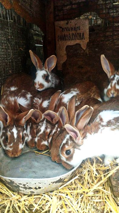 Продам кроликів Хмельницька обл.