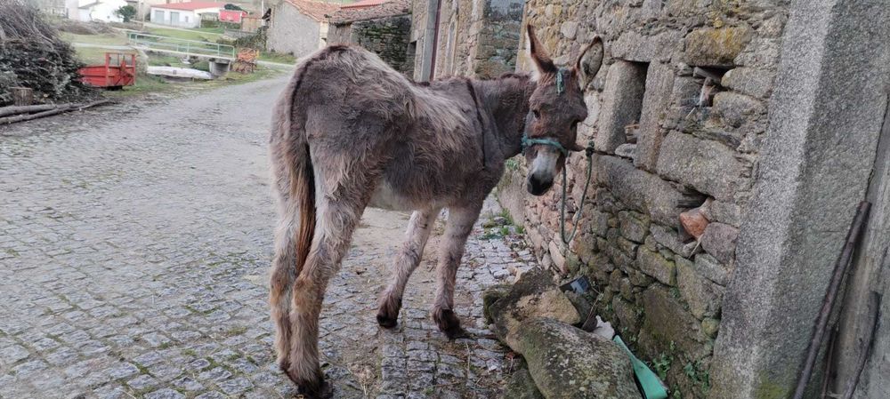 Burra muito mansa e boa para trabalhar