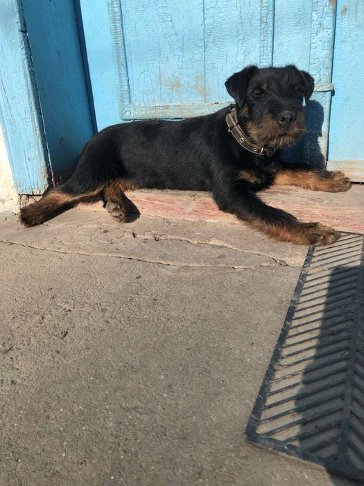 Цуценята Ягдтерєра!