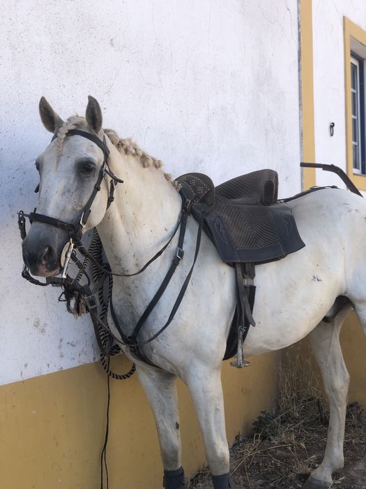 Cavalo cruzado de lusitano