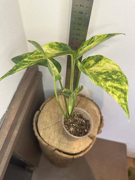 Епіпремнум Pinnatum Yellow Flame