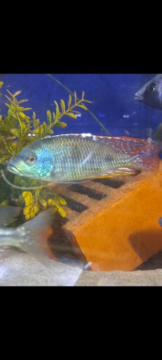 Pyszczak Otopharynx tetrastigma