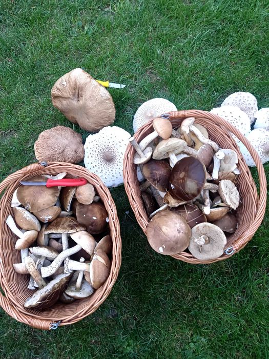 gospodarstwo agroturystyczne Bielik Mazury