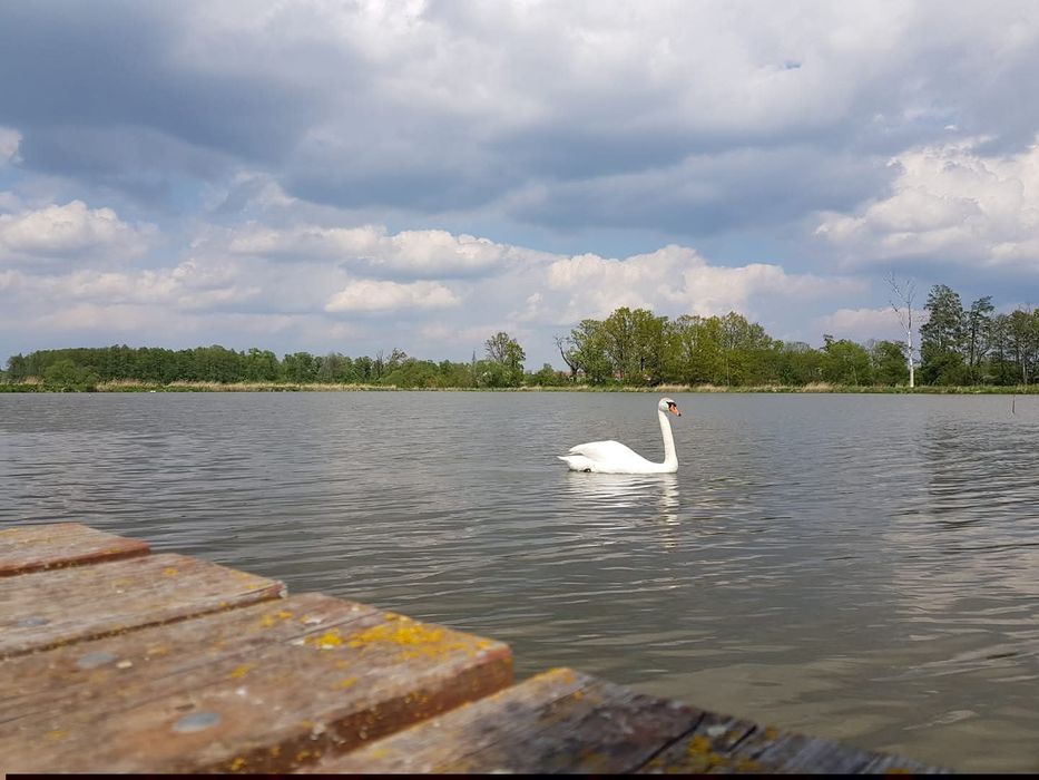 Łowisko karpiowe karp wędkowanie