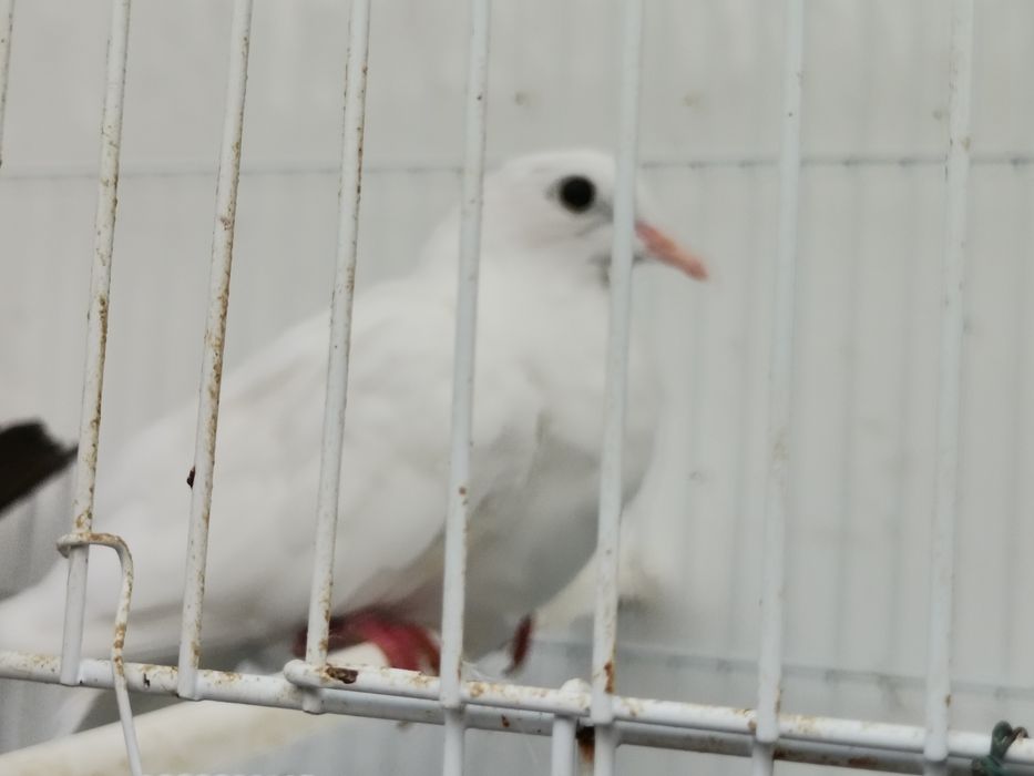 Rolas brancas novas e amarelas claras bonitas