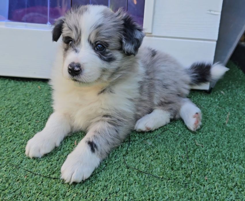 Valentino FCI Zkwp Border Collie