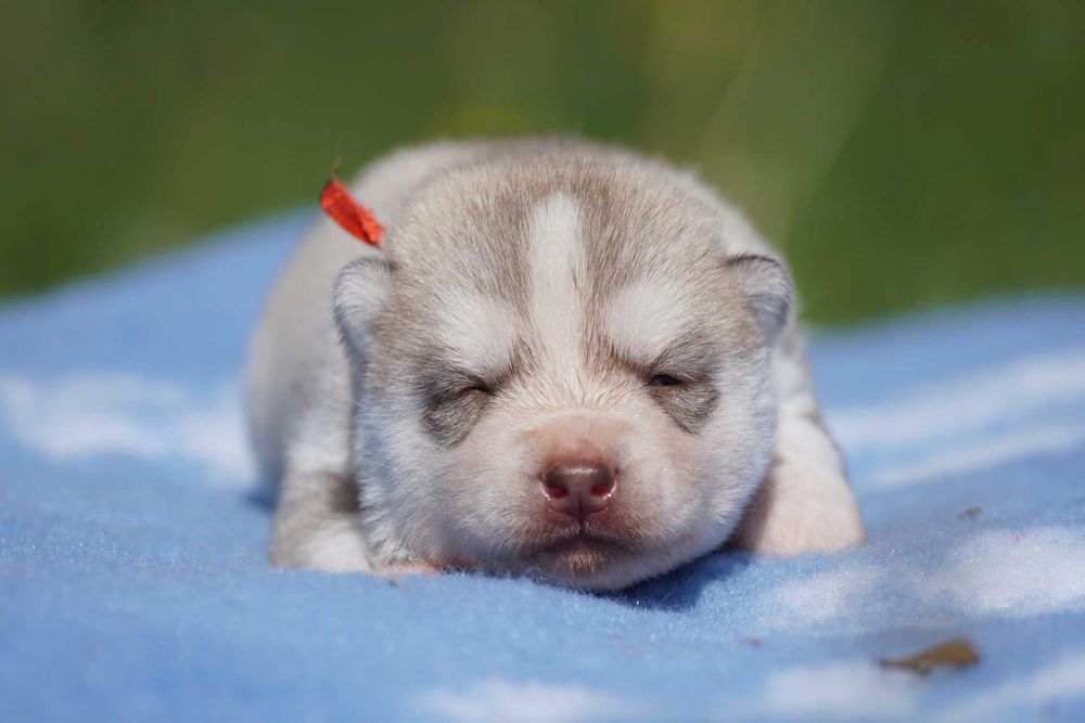 Szczenię husky ZKwP FCI haski