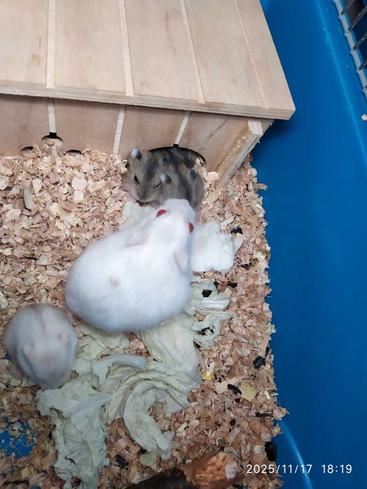 Хомяки Джунгарские