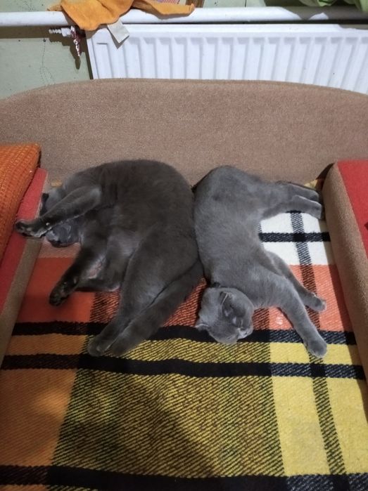 Продам британських кошенят