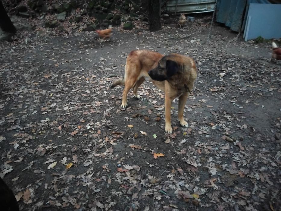 Cao da serra para adopção