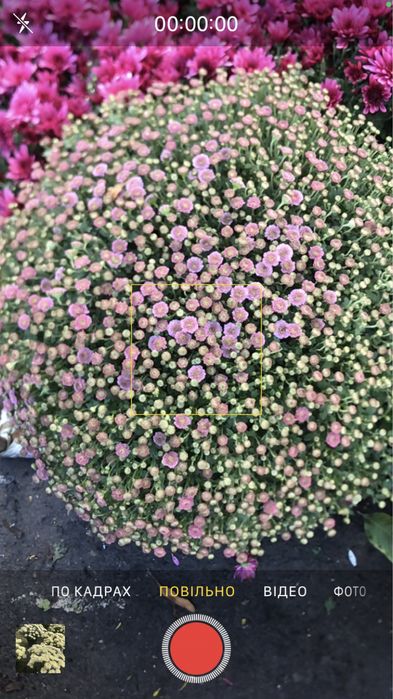 верес, хризантема