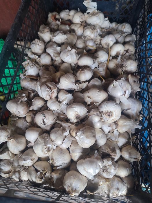 Часник Месідор продам