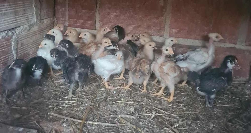 Pintainhos (marans e carecas) (codernizes gigantes)