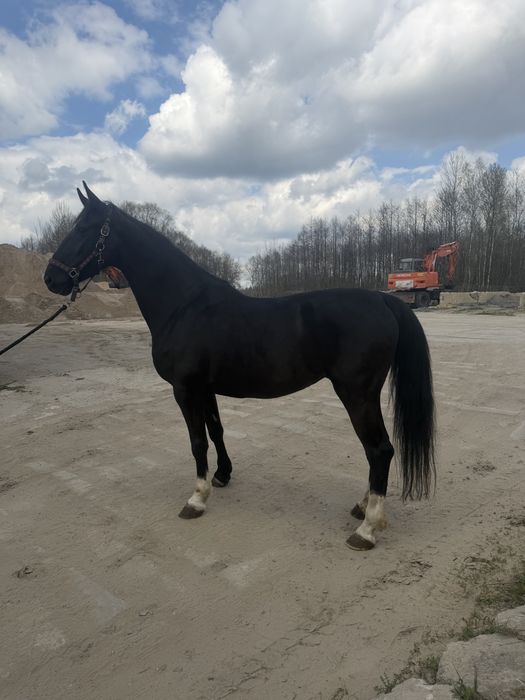Wspaniala klacz sportowa KWPN