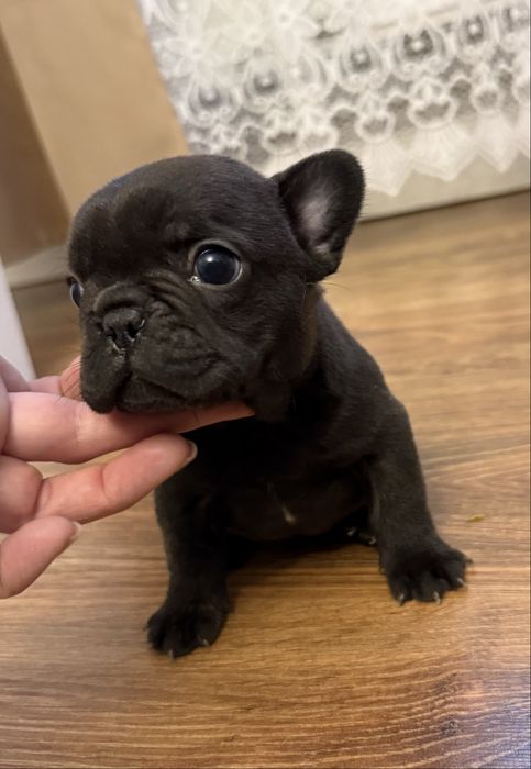 Piesek buldog francuski marengo