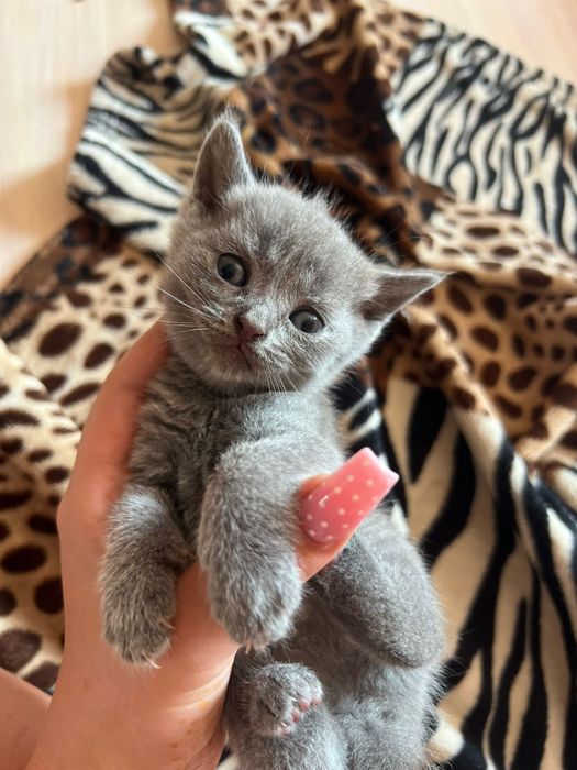 Шотландський висловухий котик киця кошення