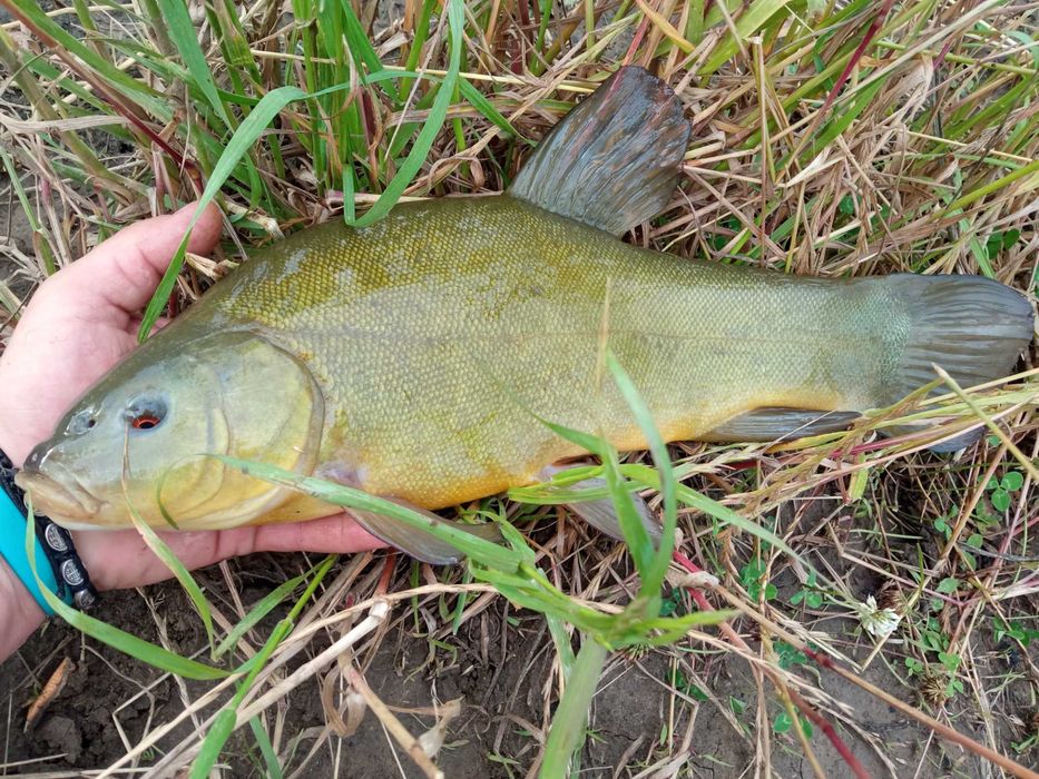 ЛИН малі та великі особини...