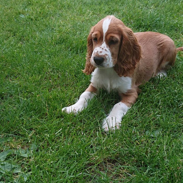 Cocker Spaniel Angielski piesek Dexter