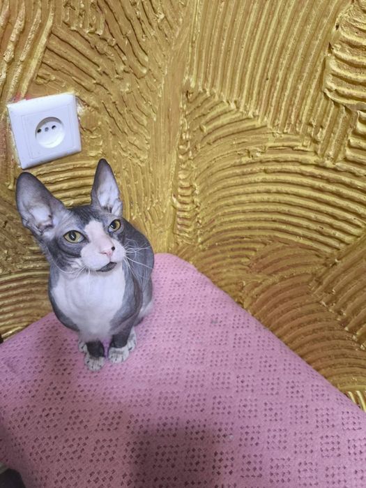 Канадський сфінкс