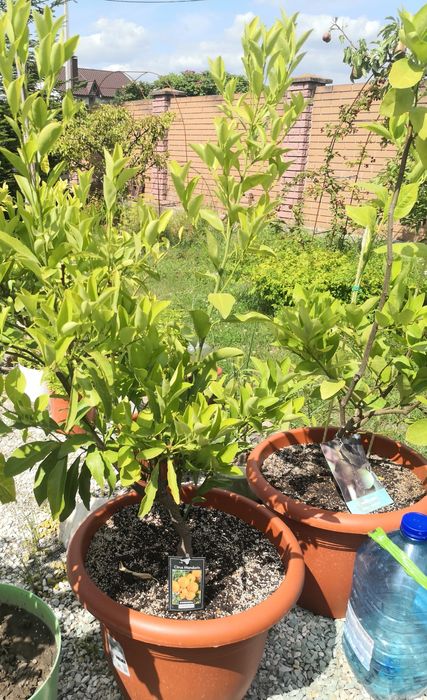 Рослина Кумкват, Лайм, Каламондін, Лимон