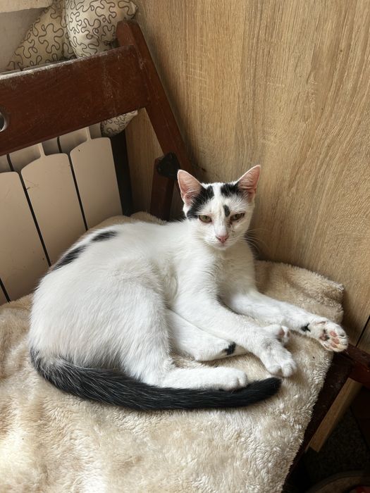 Ostoja mruczków Maciejka do adopcji