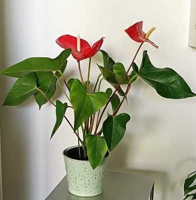 anturium czerwone, młode, zdrowe w osłonce