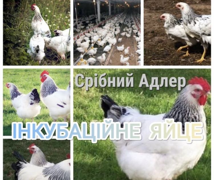 Срібний Адлер інкубаційне яйце