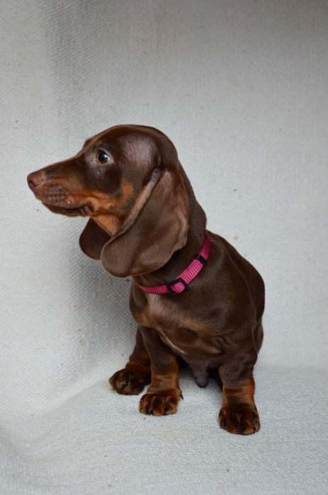 Jamnik czekoladowy - piesek