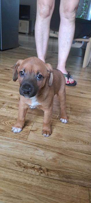 Oddam szczeniaczka płci męskiej.