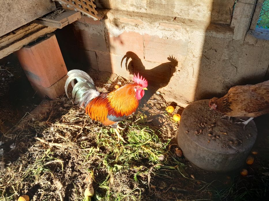 Cokichos de raça pequenas também ovos de faisão galados