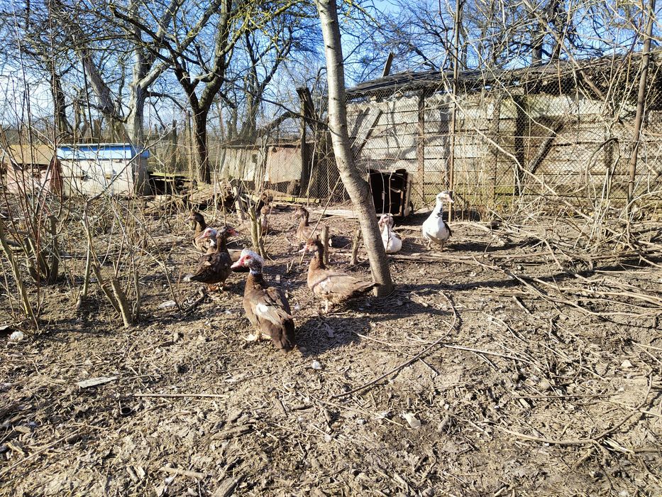 Продам качок, шипуни