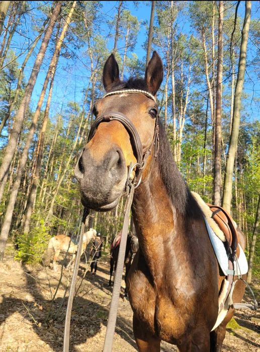 Piękna klacz skokowa