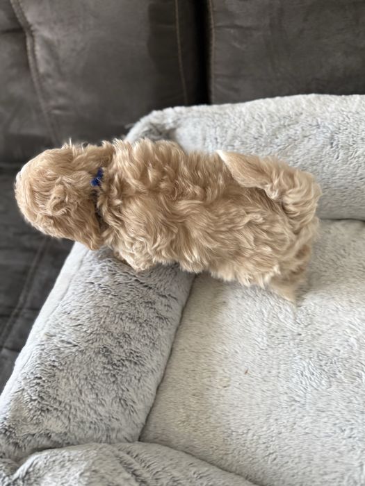 Maltipoo miniaturka piesek z rodowodem