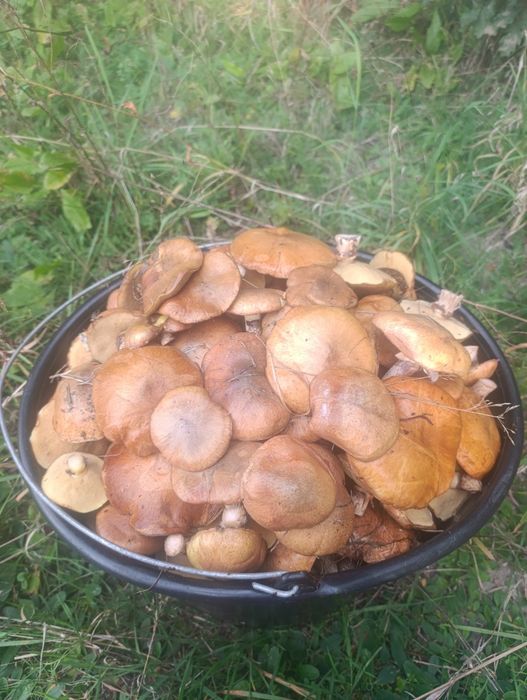 Maślaki  świeżo zbierane 15 kg za 100
