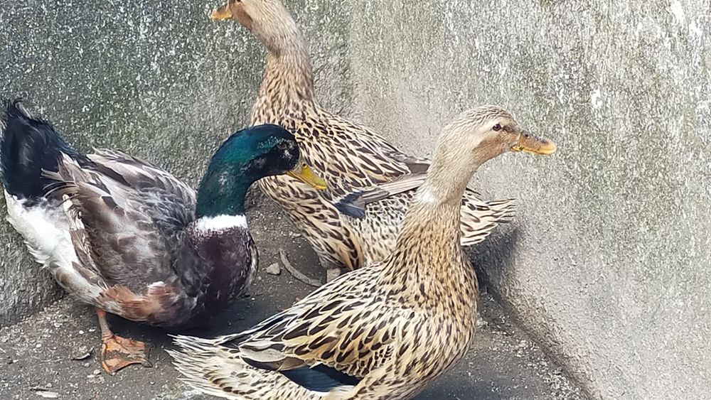 Patos Rouen - ovos (promoção)