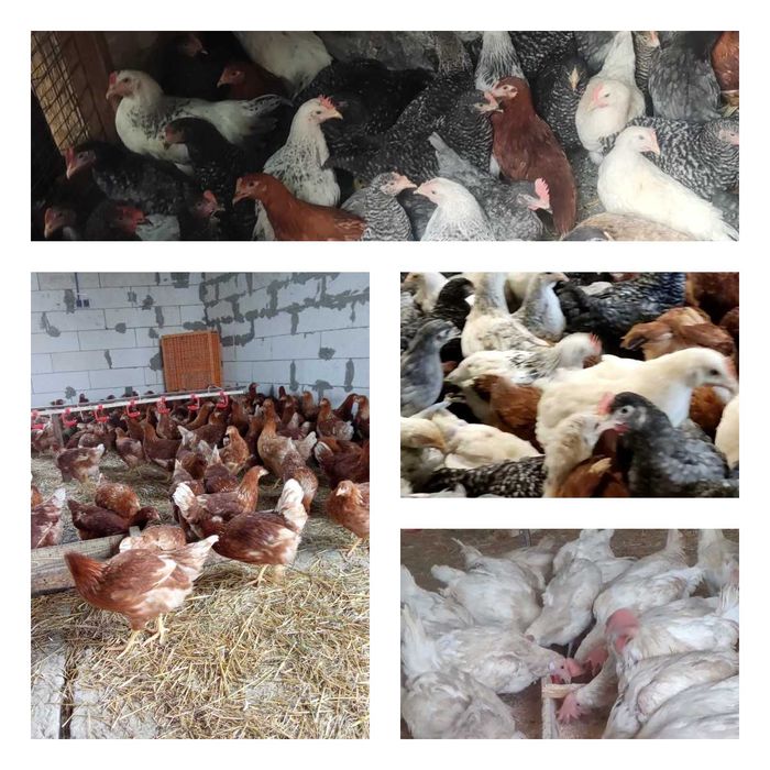 Продам кури несушки! Доставка безкоштовна. Зміїв