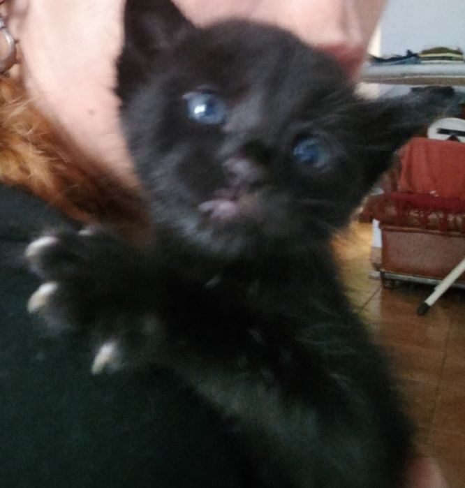2 gatinhos bebés para dar