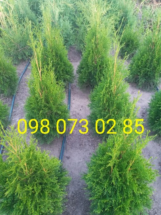 Продам туя смарагд,брабант,ауреа-нана.