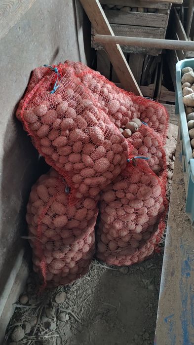 Ziemniak paszowy ziemniaki  dla zwierzat 035gr