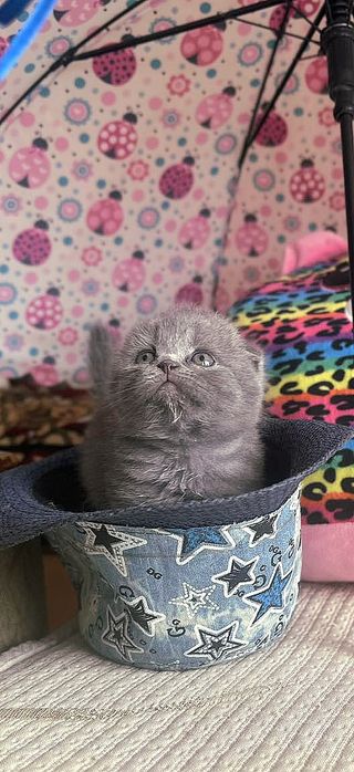 Чистокровные британцы