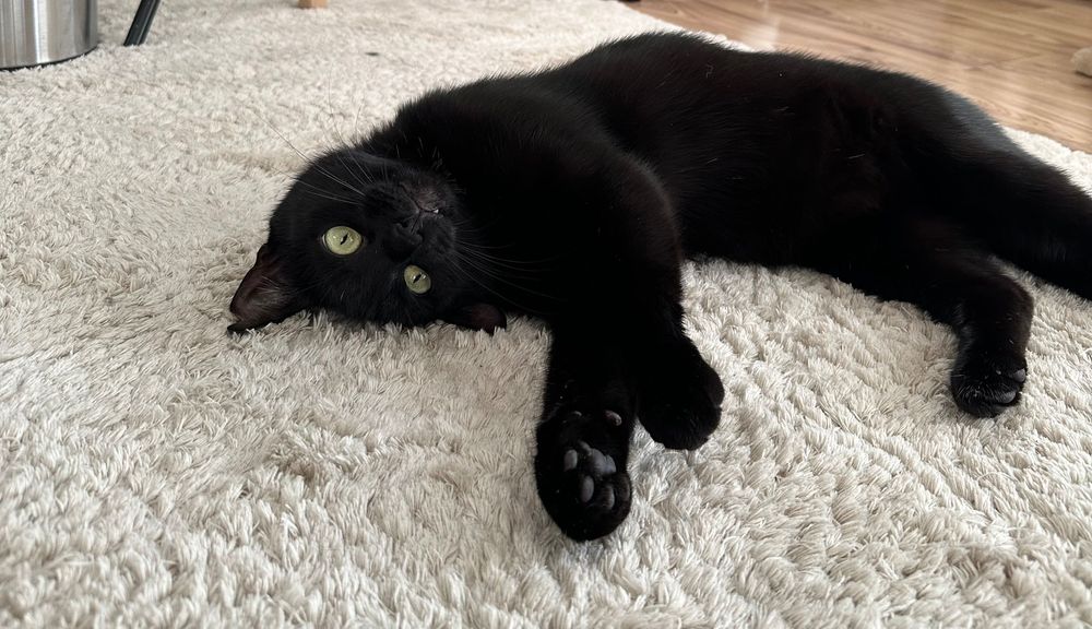 Młody kot kotek Adoptuj mnie