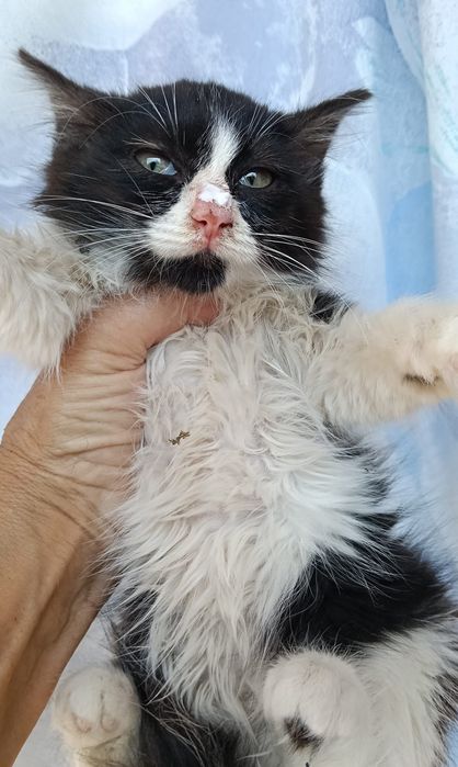 Pikatchu- gata bebé para adoção responsável